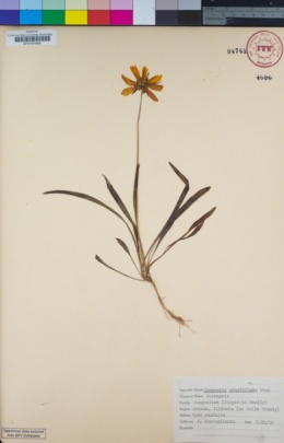 Image of Coreopsis grandiflora