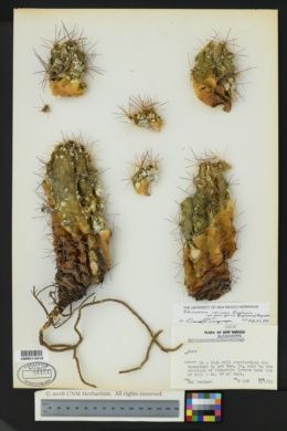 Echinocereus coccineus var. paucispinus image