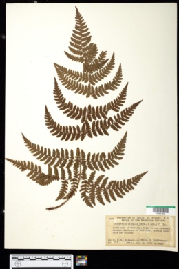 Image of Dryopteris crinalis