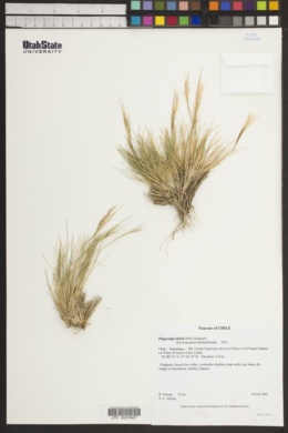 Image of Pappostipa ibarii