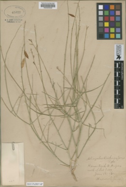 Astragalus episcopus var. episcopus image