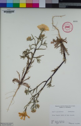 Layia glandulosa image