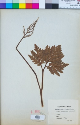 Image of Botrychium daucifolium