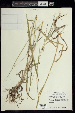 Image of Digitaria leucites