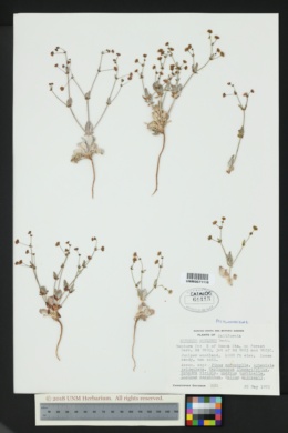 Image of Eriogonum angulosum