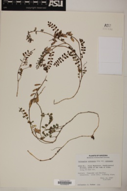 Astragalus cobrensis var. cobrensis image