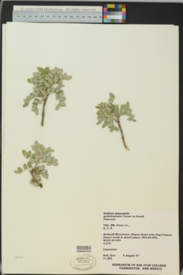 Dermatophyllum gypsophilum image