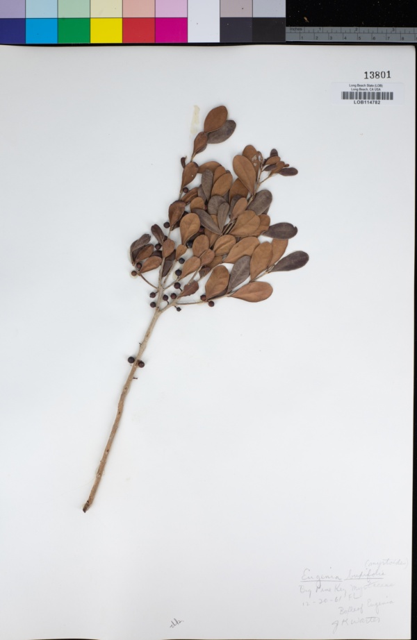 Syzygium brevifolium image