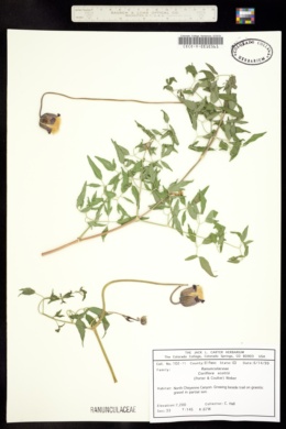 Image of Coriflora scottii