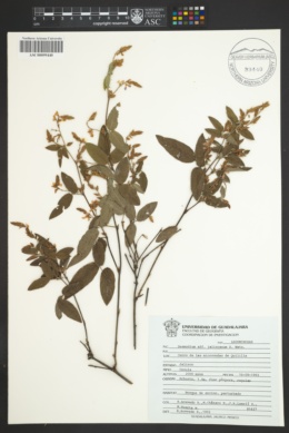 Image of Desmodium jaliscanum
