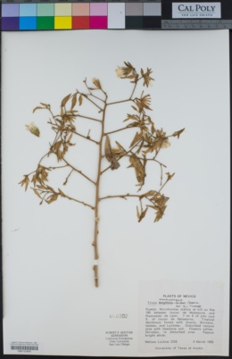 Trixis megalophylla image