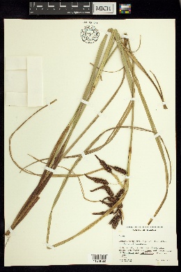 Carex spilocarpa image