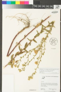 Heterotheca sessiliflora image