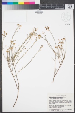 Image of Crocanthemum aldersonii