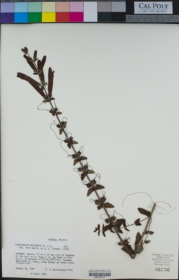 Image of Lamourouxia macrantha