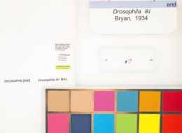 Drosophila iki image