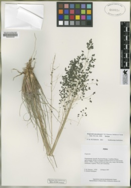 Image of Eragrostis ancashensis