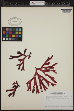 Stictosporum nitophylloides image