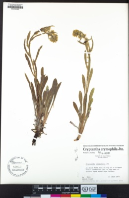 Cryptantha crymophila image