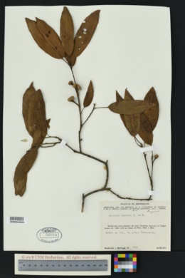 Image of Quercus laurina