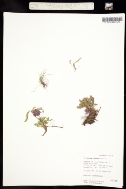 Image of Trifolium brandegei