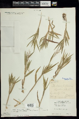 Panicum praecocius image