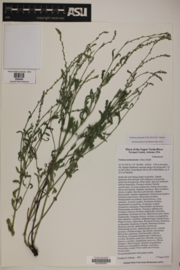 Verbena xylopoda image