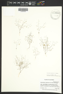 Nemacladus eastwoodiae image