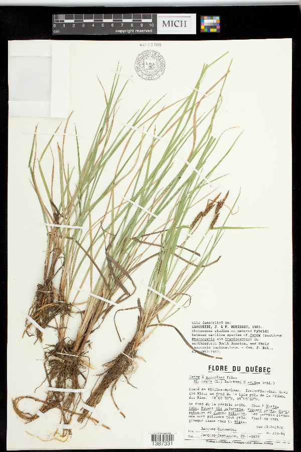 Carex x spiculosa image
