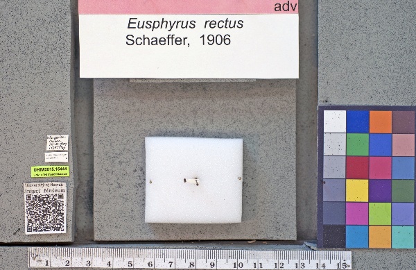 Eusphyrus rectus image