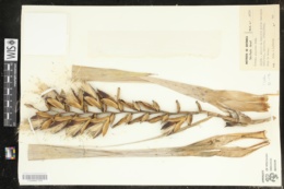 Image of Vriesea gigantea