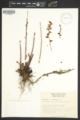 Image of Echeveria pinetorum