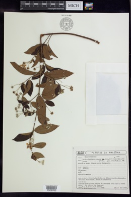 Banisteriopsis schwannioides image