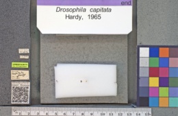 Drosophila capitata image