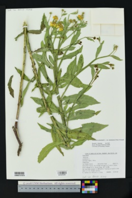 Helenium autumnale var. montanum image
