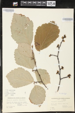 Image of Hamamelis japonica