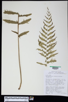 Goniophlebium subauriculatum image