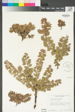 Arctostaphylos edmundsii image