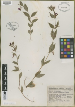 Cuphea ornithoides image