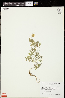 Trifolium constantinopolitanum image