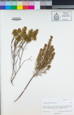 Image of Ceratiola ericoides