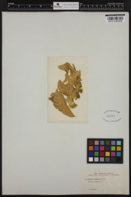 Punctaria occidentalis image