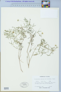 Melampodium cinereum var. hirtellum image