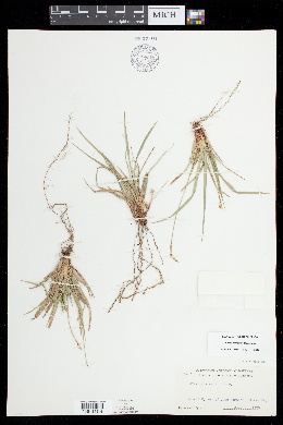 Carex brainerdii image