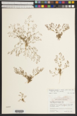 Eriogonum pratense image