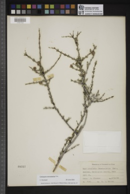 Emplectocladus fasciculatus image