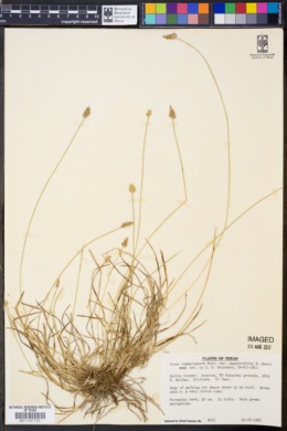 Carex cephalophora var. angustifolia image