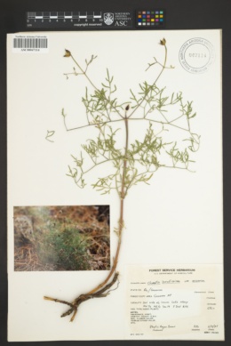 Clematis hirsutissima var. arizonica image