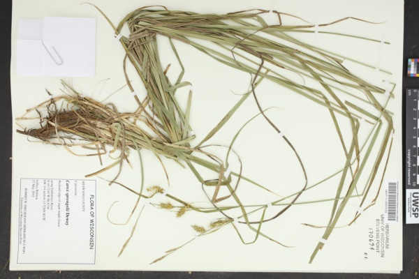 Carex sprengelii image