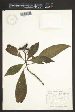 Image of Psychotria chiapensis